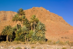 Tour de garde et Palmiers dattiers aux environs d'Errachidia, Maroc / Guard Tower and Date Palms trees near Errachidia, Morocco